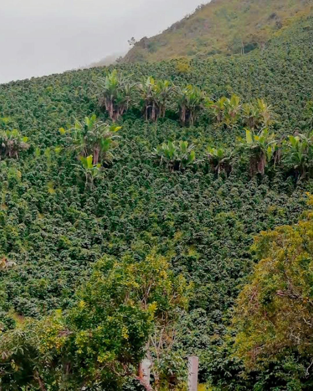 Paisaje cafetero en Lita
