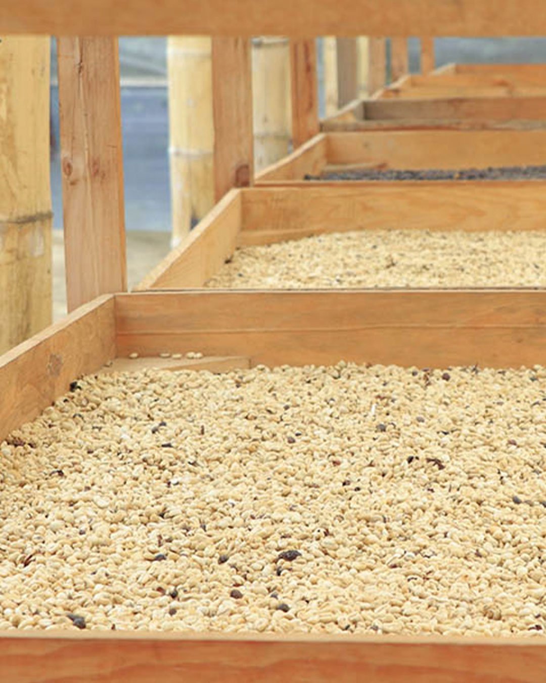 Secado en camas africanas – detalle