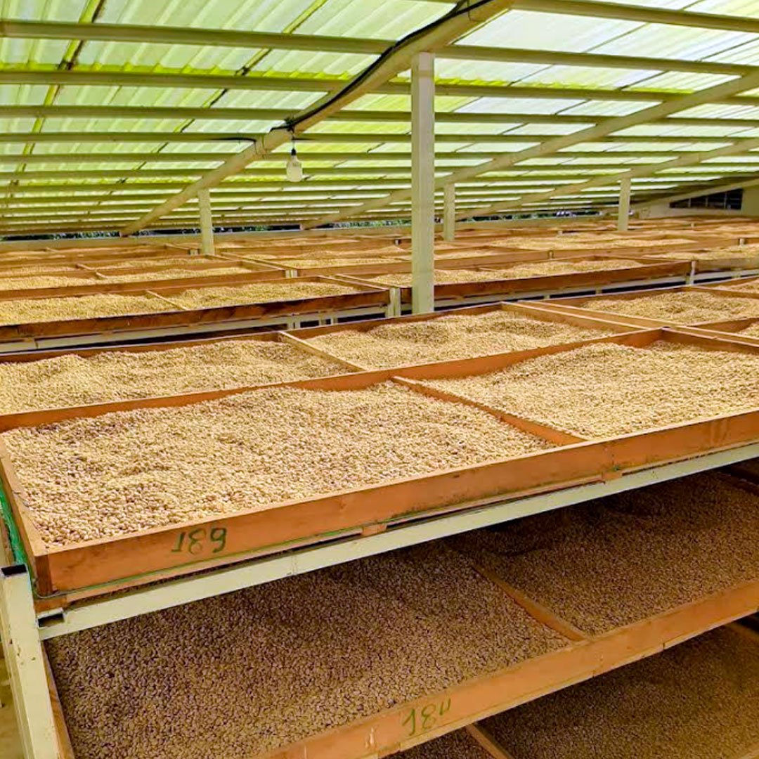 Secado en camas africanas